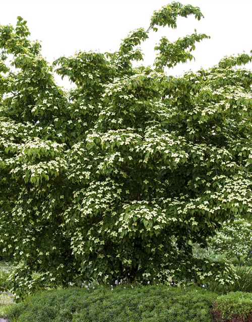 Cornus kousa chinensis Kreuzdame