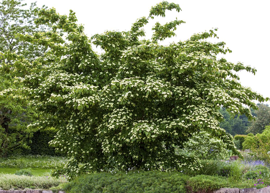 Cornus kousa chinensis Kreuzdame