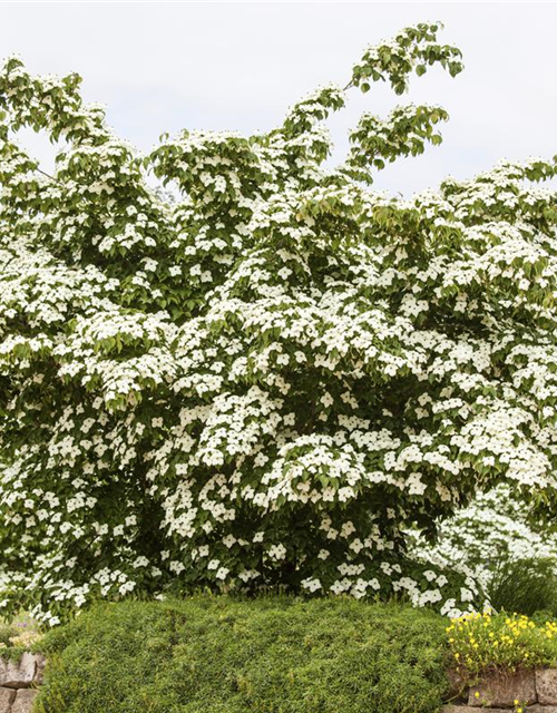 Cornus kousa chinensis Kreuzdame