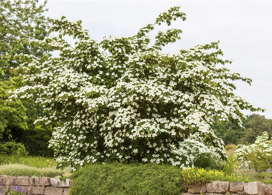 Cornus kousa chinensis Kreuzdame