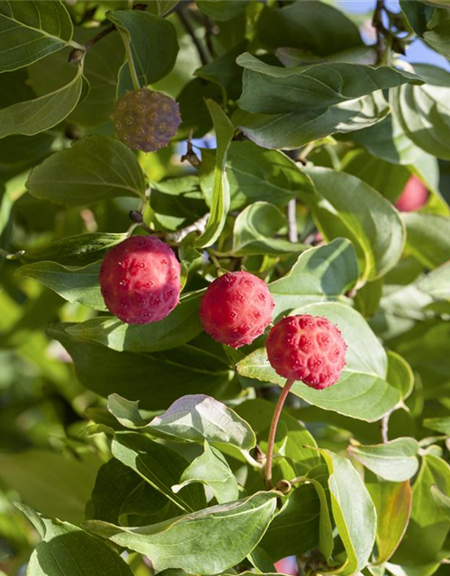 Cornus kousa chinensis Kreuzdame