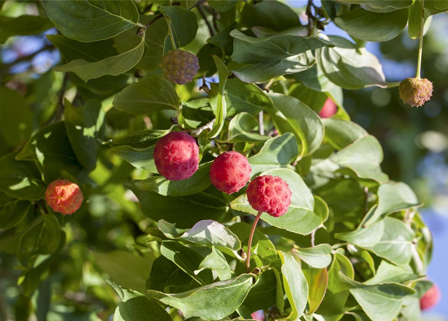 Cornus kousa chinensis Kreuzdame