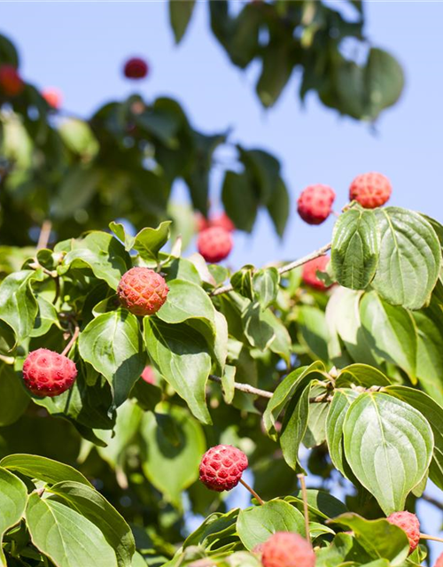 Cornus kousa chinensis Kreuzdame