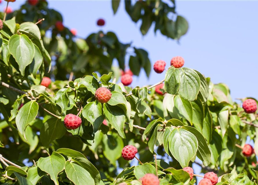 Cornus kousa chinensis Kreuzdame