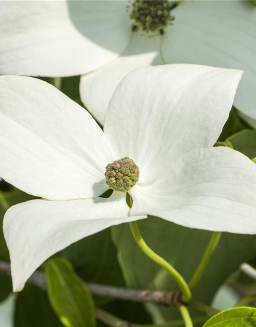 Cornus kousa chinensis Milky Way