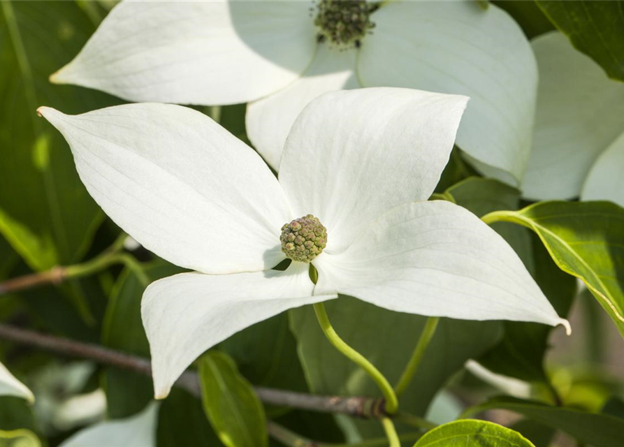 Cornus kousa chinensis Milky Way