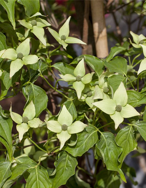 Cornus kousa chinensis Milky Way