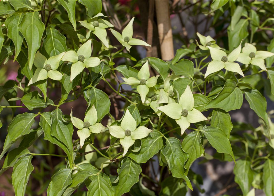 Cornus kousa chinensis Milky Way