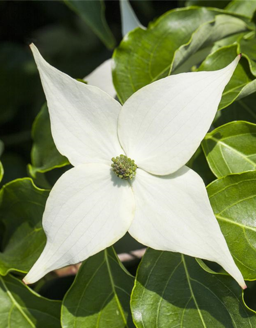 Cornus kousa chinensis Milky Way