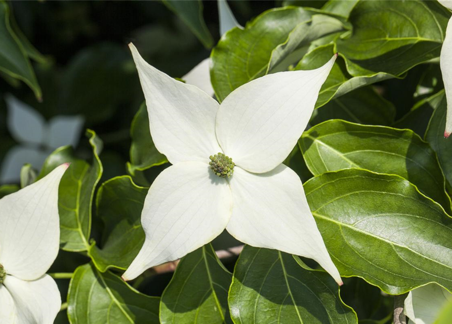 Cornus kousa chinensis Milky Way