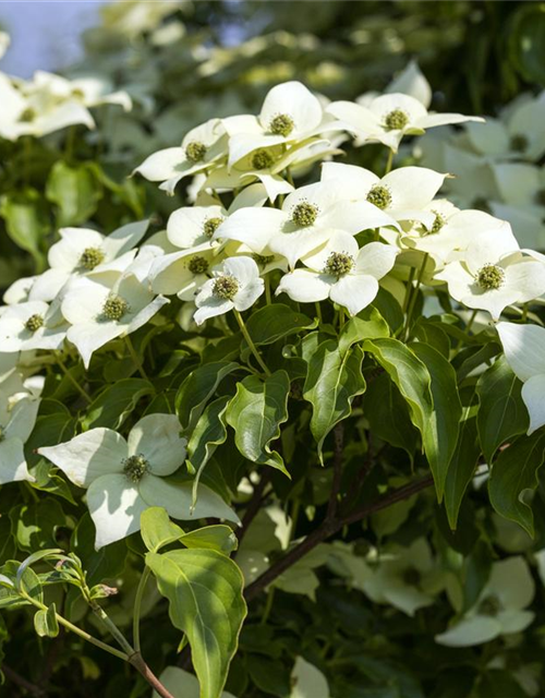 Cornus kousa chinensis Milky Way