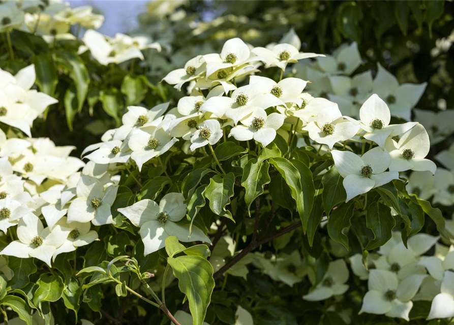 Cornus kousa chinensis Milky Way