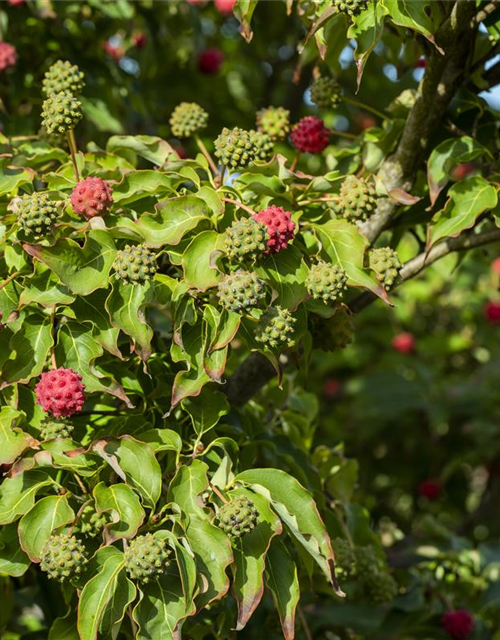 Cornus kousa chinensis Milky Way