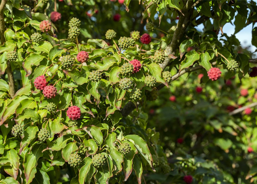 Cornus kousa chinensis Milky Way