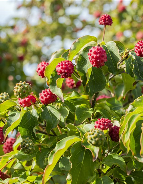 Cornus kousa chinensis Milky Way