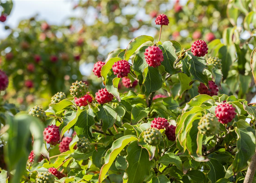 Cornus kousa chinensis Milky Way