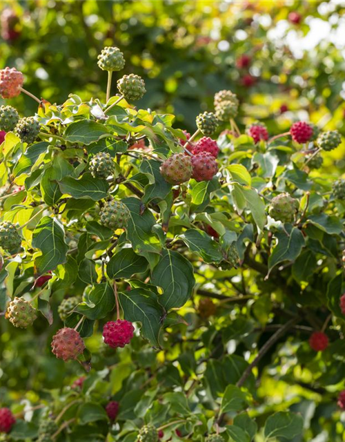 Cornus kousa chinensis Milky Way