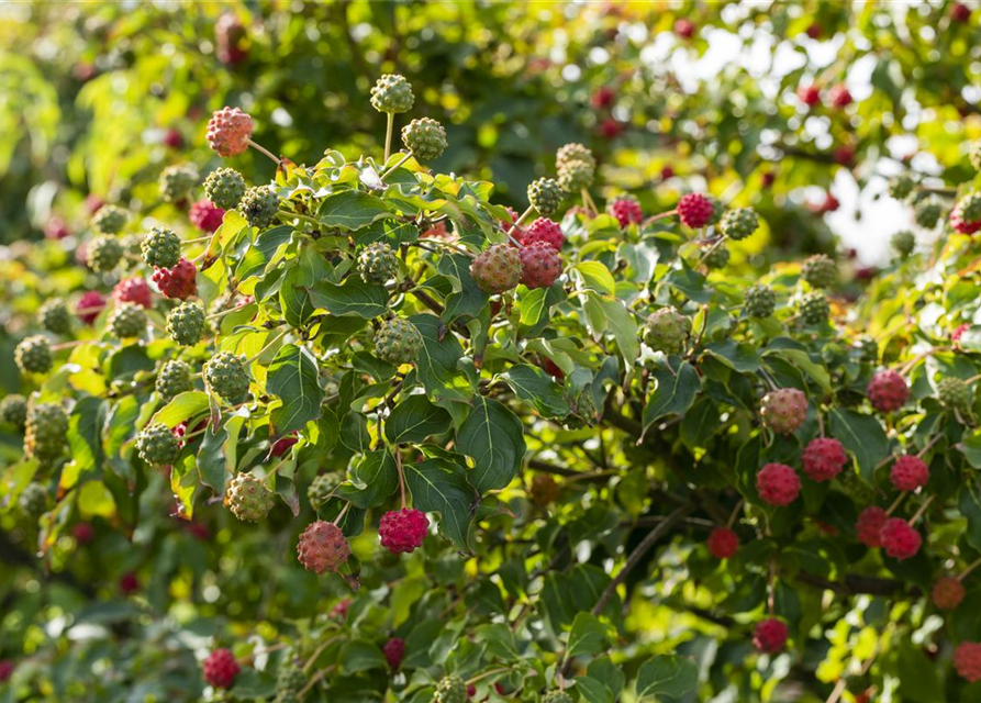 Cornus kousa chinensis Milky Way