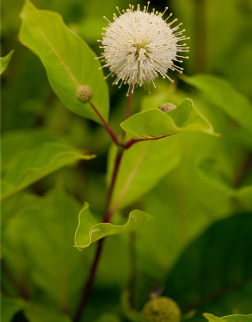 Cephalanthus occidentalis