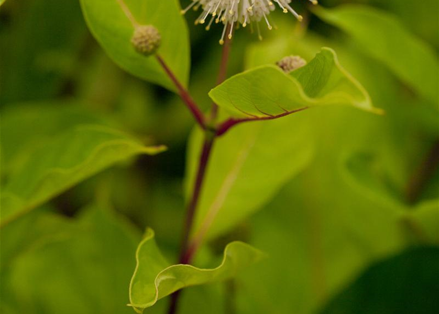 Cephalanthus occidentalis