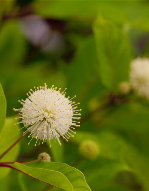 Cephalanthus occidentalis