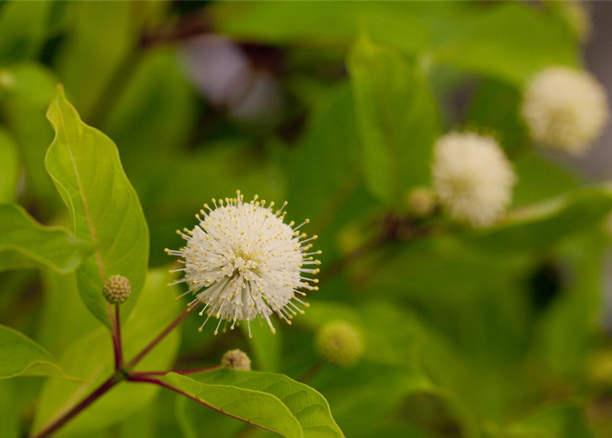 Cephalanthus occidentalis