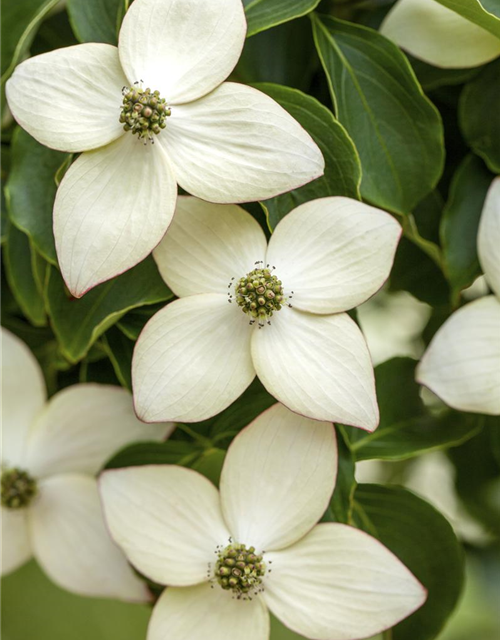 Cornus kousa chinensis Wieting's select