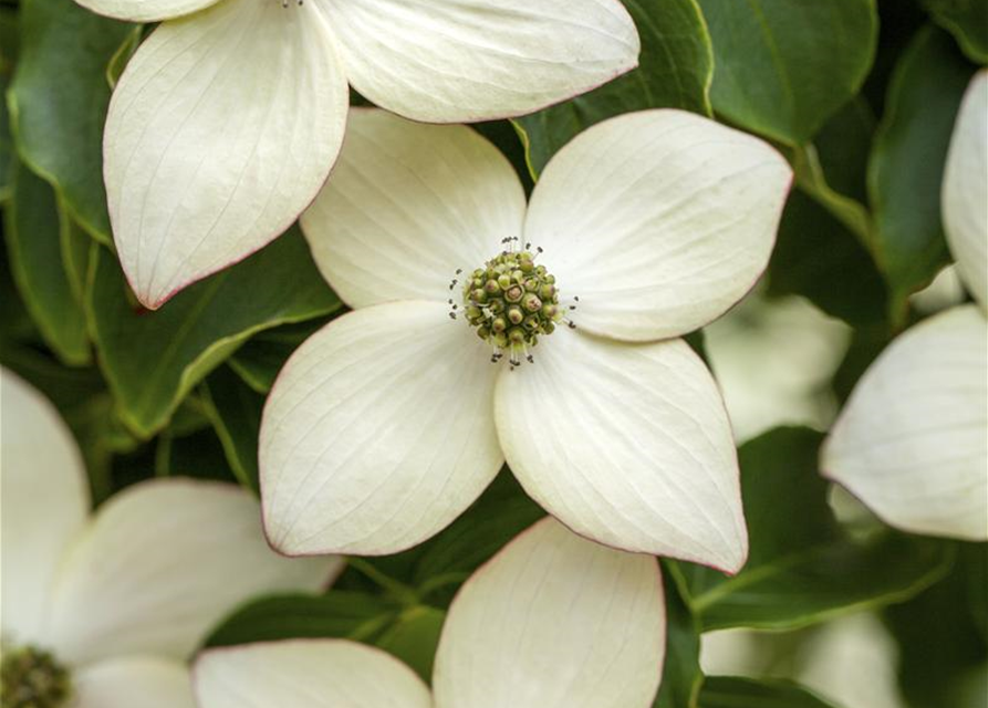 Cornus kousa chinensis Wieting's select