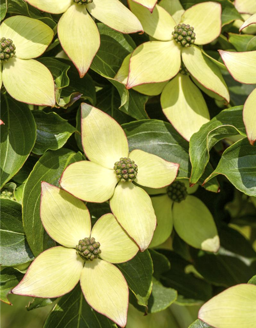 Cornus kousa chinensis Wieting's select