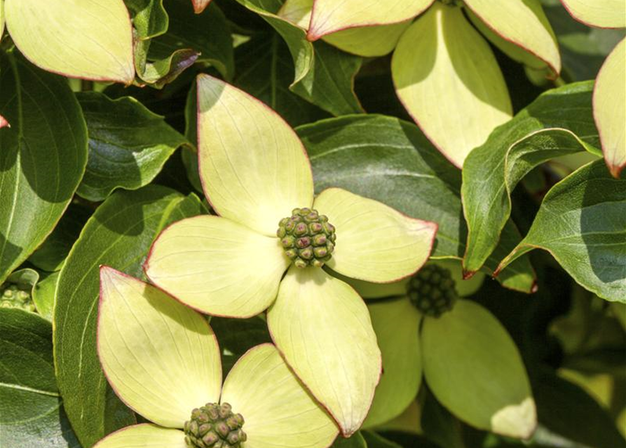 Cornus kousa chinensis Wieting's select