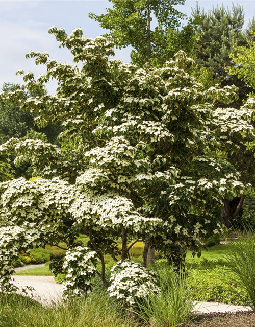 Cornus kousa chinensis Wieting's select