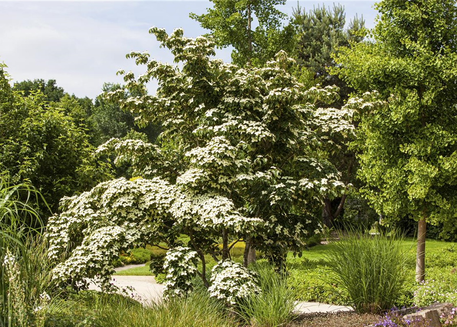 Cornus kousa chinensis Wieting's select