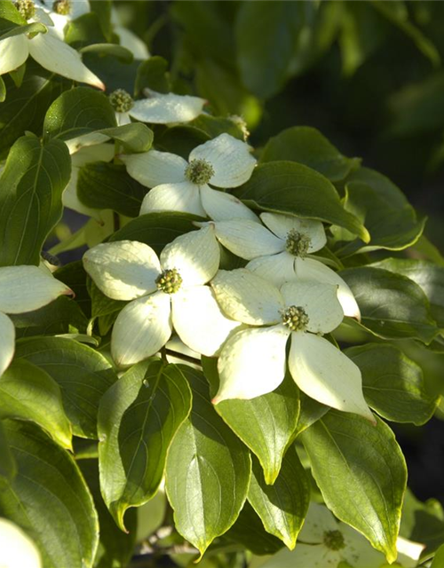 Cornus kousa chinensis Wieting's select