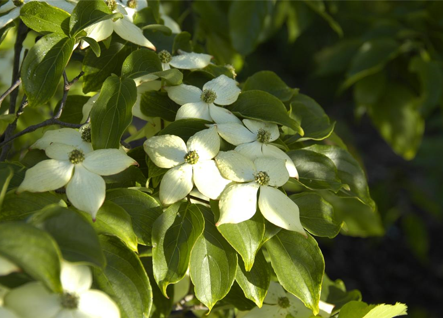 Cornus kousa chinensis Wieting's select