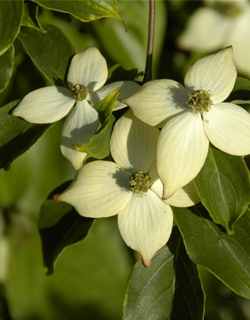 Cornus kousa chinensis Wieting's select