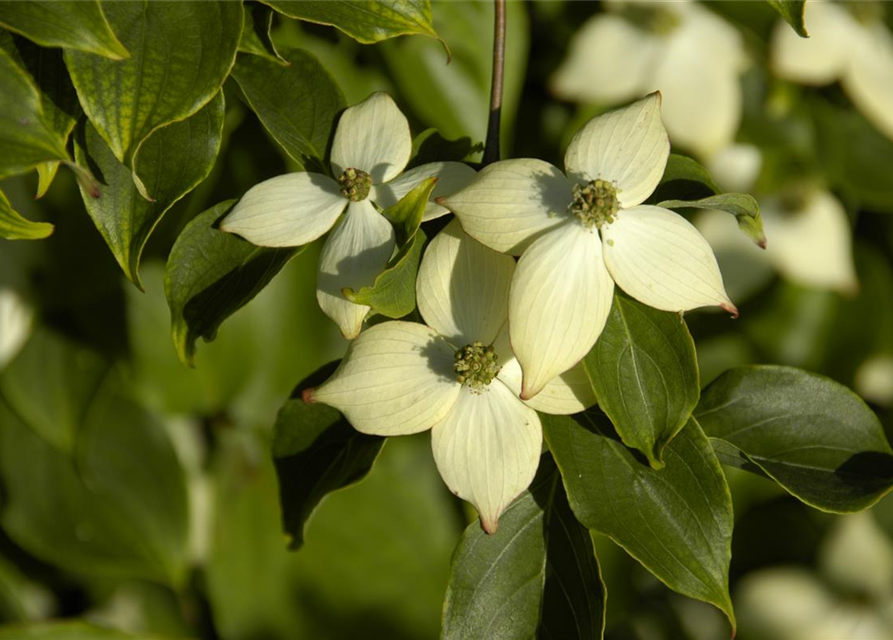 Cornus kousa chinensis Wieting's select