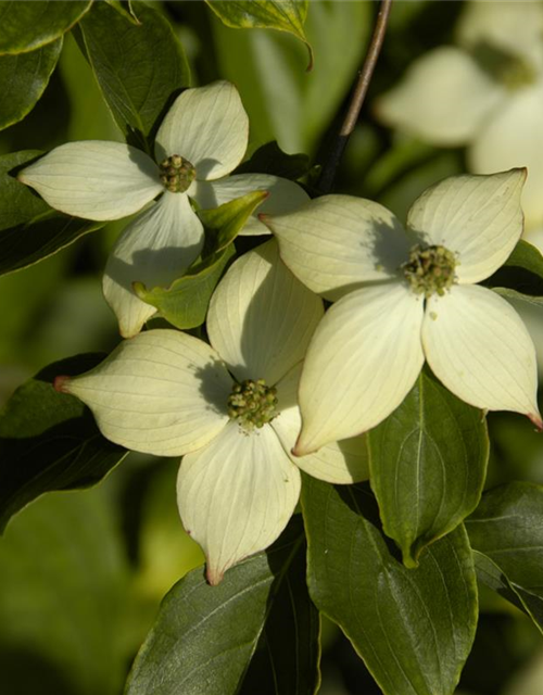 Cornus kousa chinensis Wieting's select