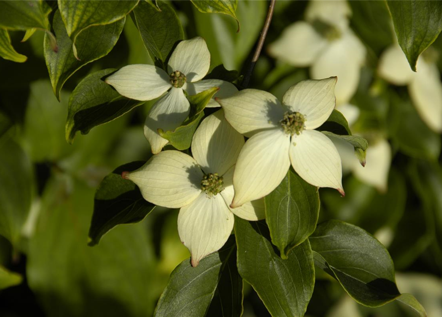 Cornus kousa chinensis Wieting's select