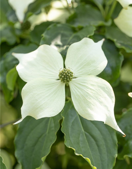 Cornus kousa Venus