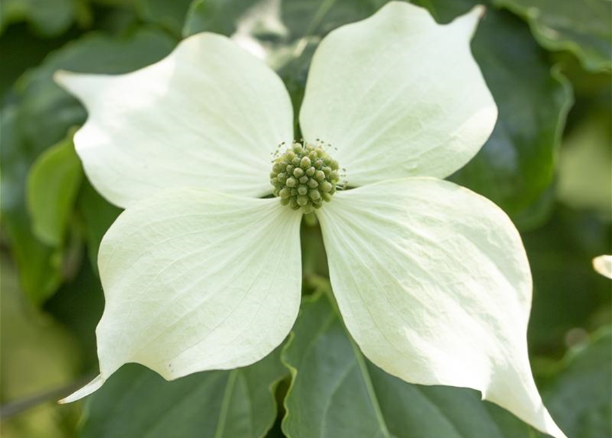 Cornus kousa Venus