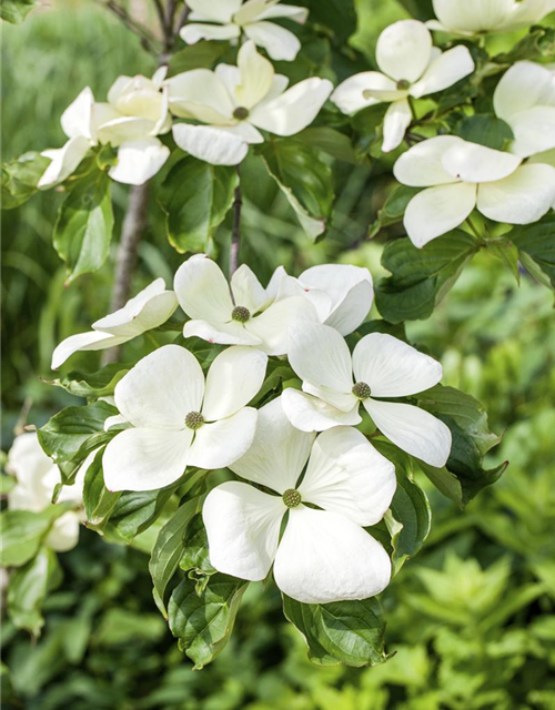 Cornus kousa Venus