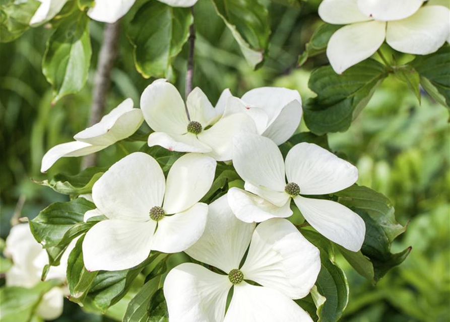 Cornus kousa Venus