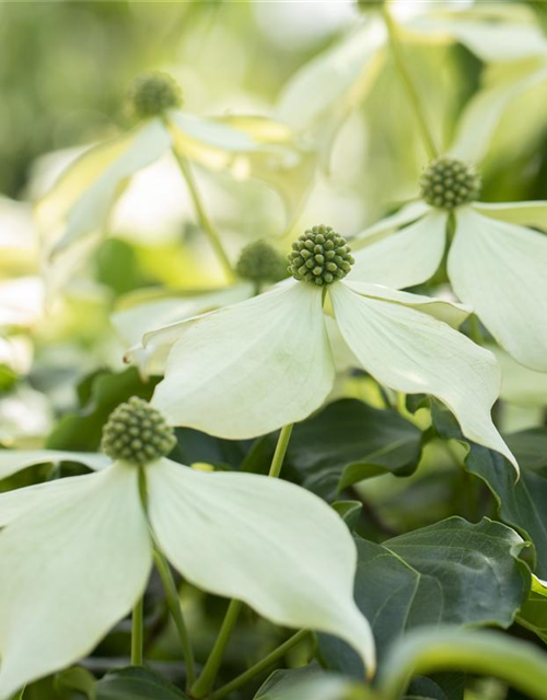 Cornus kousa Venus