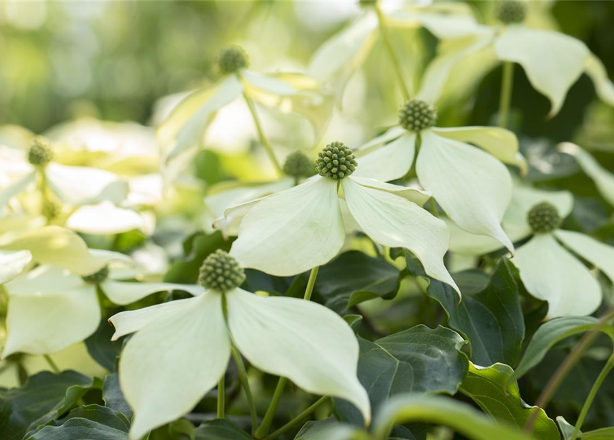 Cornus kousa Venus