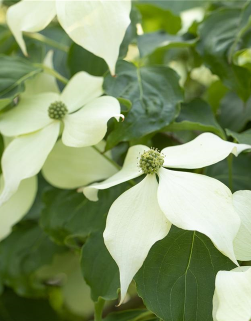 Cornus kousa Venus