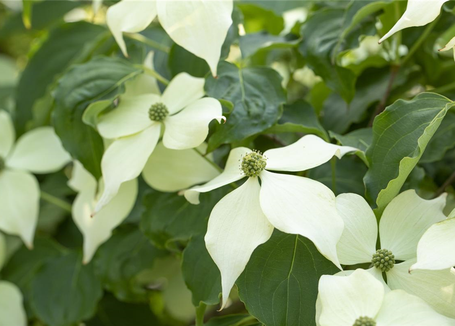 Cornus kousa Venus