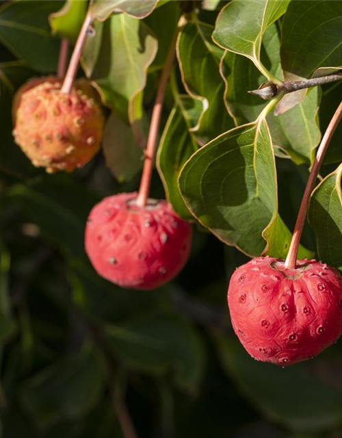 Cornus kousa Venus