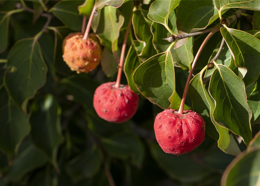 Cornus kousa Venus