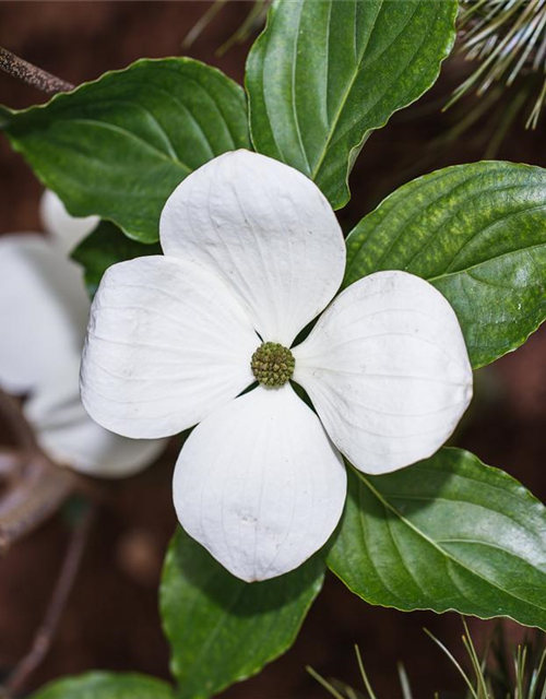 Cornus kousa Venus