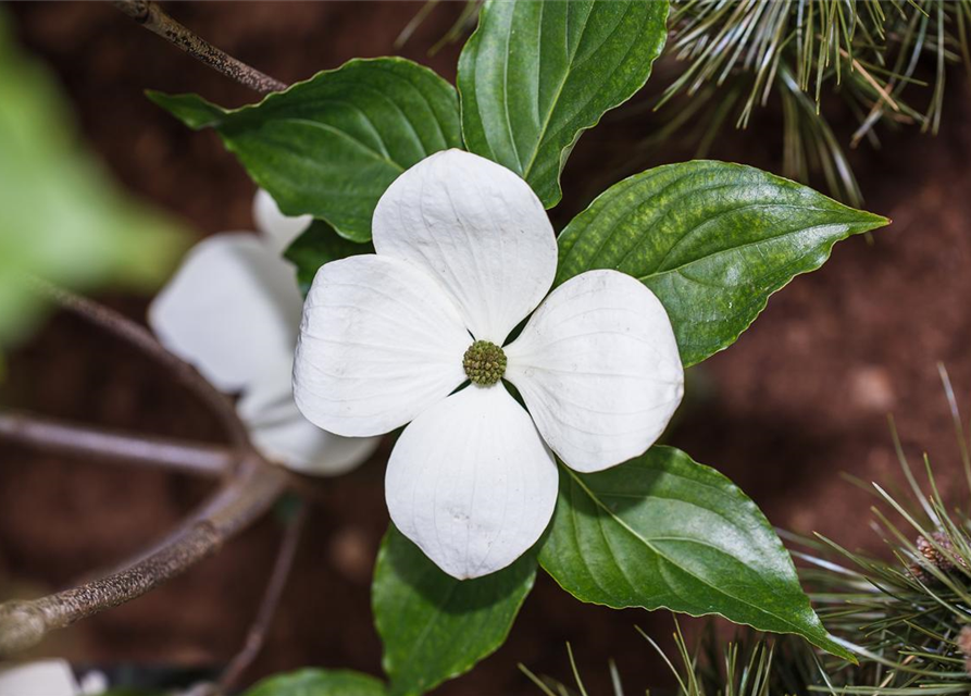 Cornus kousa Venus